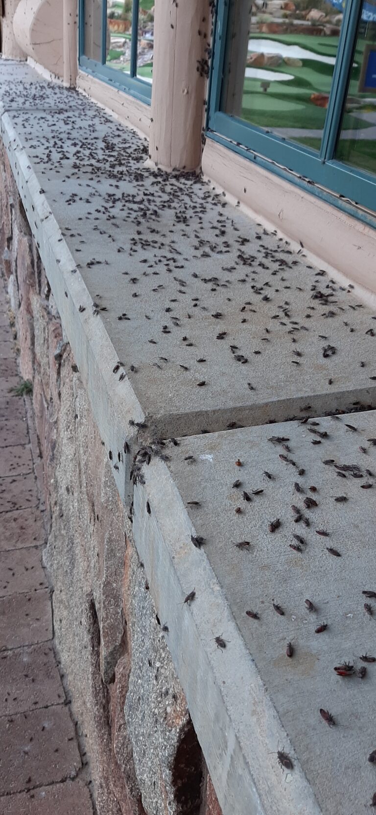 pest control ogden