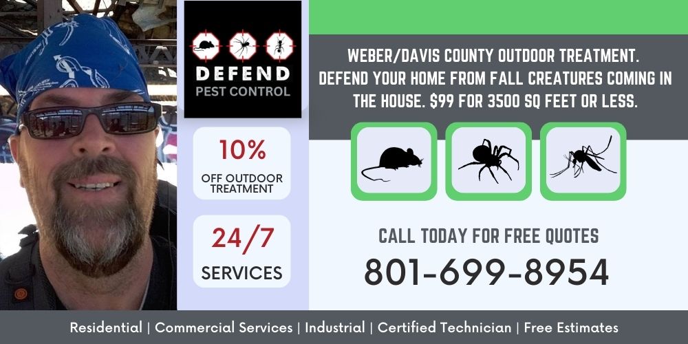 pest control layton
