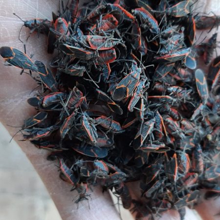 pest control ogden
