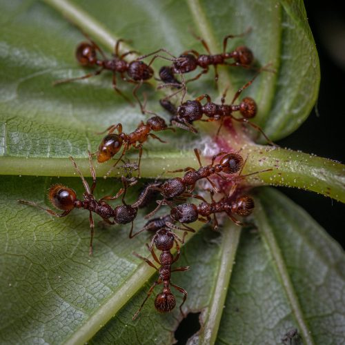 ants ants