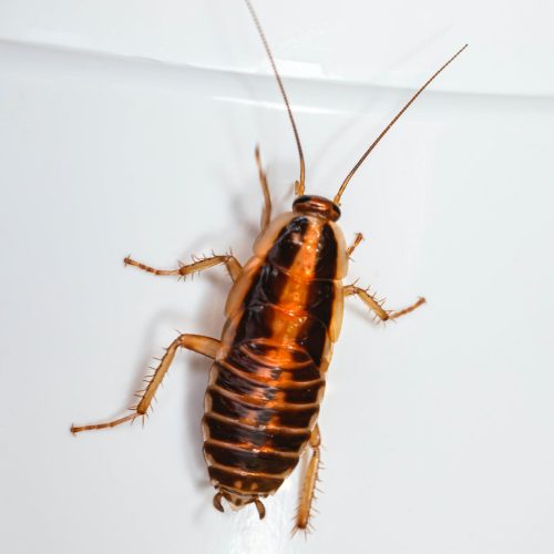 cockroach cockroach