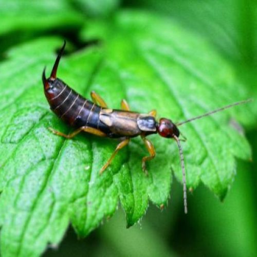 Forficula auricularia Forficula auricularia