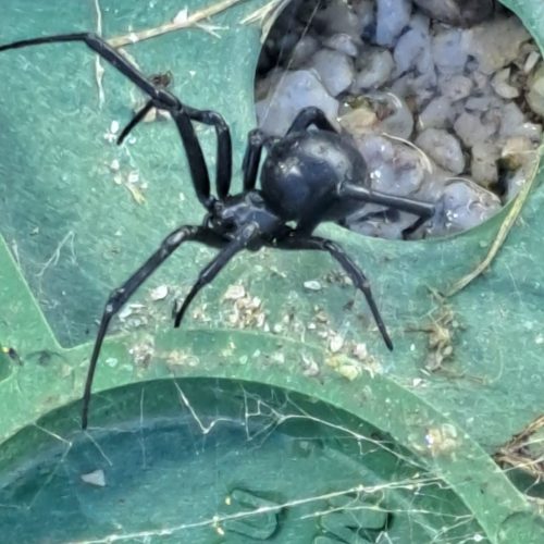 pest control ogden