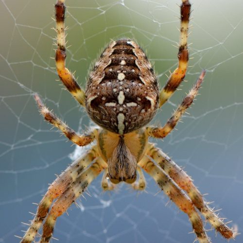 spider spider