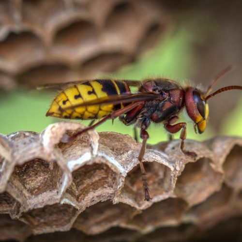 wasp wasp